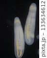 Clinostomum spp. are freshwater flukes with a worldwide distribution and a complex life cycle involving multiple hosts, including snails (intermediate hosts), fish or amphibians (secondary intermediat 133634612