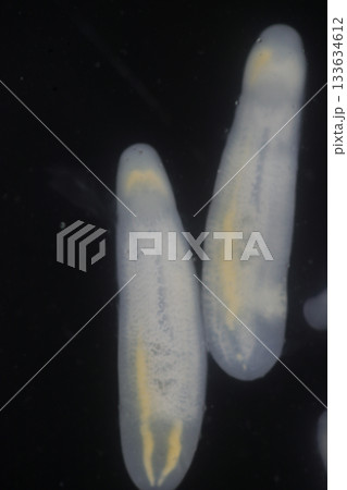 Clinostomum spp. are freshwater flukes with a worldwide distribution and a complex life cycle involving multiple hosts, including snails (intermediate hosts), fish or amphibians (secondary intermediat 133634612