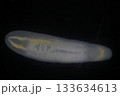 Clinostomum spp. are freshwater flukes with a worldwide distribution and a complex life cycle involving multiple hosts, including snails (intermediate hosts), fish or amphibians (secondary intermediat 133634613