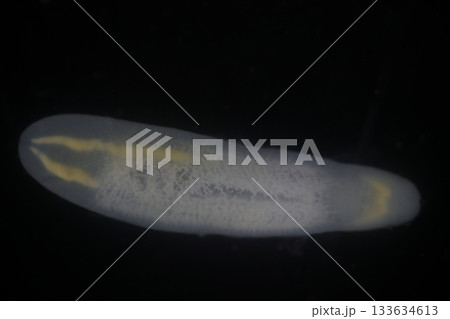Clinostomum spp. are freshwater flukes with a worldwide distribution and a complex life cycle involving multiple hosts, including snails (intermediate hosts), fish or amphibians (secondary intermediat 133634613
