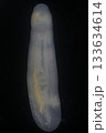 Clinostomum spp. are freshwater flukes with a worldwide distribution and a complex life cycle involving multiple hosts, including snails (intermediate hosts), fish or amphibians (secondary intermediat 133634614