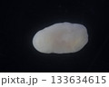 Clinostomum spp. are freshwater flukes with a worldwide distribution and a complex life cycle involving multiple hosts, including snails (intermediate hosts), fish or amphibians (secondary intermediat 133634615