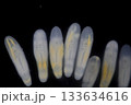 Clinostomum spp. are freshwater flukes with a worldwide distribution and a complex life cycle involving multiple hosts, including snails (intermediate hosts), fish or amphibians (secondary intermediat 133634616