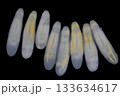 Clinostomum spp. are freshwater flukes with a worldwide distribution and a complex life cycle involving multiple hosts, including snails (intermediate hosts), fish or amphibians (secondary intermediat 133634617