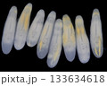 Clinostomum spp. are freshwater flukes with a worldwide distribution and a complex life cycle involving multiple hosts, including snails (intermediate hosts), fish or amphibians (secondary intermediat 133634618