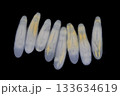 Clinostomum spp. are freshwater flukes with a worldwide distribution and a complex life cycle involving multiple hosts, including snails (intermediate hosts), fish or amphibians (secondary intermediat 133634619