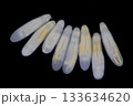 Clinostomum spp. are freshwater flukes with a worldwide distribution and a complex life cycle involving multiple hosts, including snails (intermediate hosts), fish or amphibians (secondary intermediat 133634620