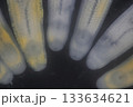 Clinostomum spp. are freshwater flukes with a worldwide distribution and a complex life cycle involving multiple hosts, including snails (intermediate hosts), fish or amphibians (secondary intermediat 133634621