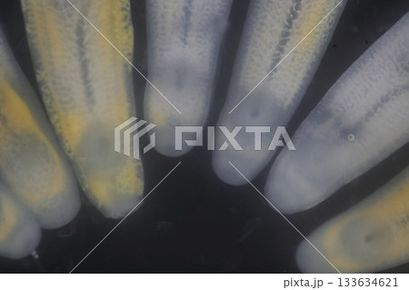 Clinostomum spp. are freshwater flukes with a worldwide distribution and a complex life cycle involving multiple hosts, including snails (intermediate hosts), fish or amphibians (secondary intermediat Clinostomum spp. are freshwater flukes with a worldwide distribution and a complex life cycle involving multiple hosts, including snails (intermediate hosts), fish or amphibians (secondary intermediat 133634621