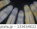 Clinostomum spp. are freshwater flukes with a worldwide distribution and a complex life cycle involving multiple hosts, including snails (intermediate hosts), fish or amphibians (secondary intermediat 133634622