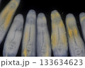 Clinostomum spp. are freshwater flukes with a worldwide distribution and a complex life cycle involving multiple hosts, including snails (intermediate hosts), fish or amphibians (secondary intermediat 133634623