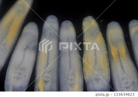 Clinostomum spp. are freshwater flukes with a worldwide distribution and a complex life cycle involving multiple hosts, including snails (intermediate hosts), fish or amphibians (secondary intermediat Clinostomum spp. are freshwater flukes with a worldwide distribution and a complex life cycle involving multiple hosts, including snails (intermediate hosts), fish or amphibians (secondary intermediat 133634623