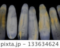 Clinostomum spp. are freshwater flukes with a worldwide distribution and a complex life cycle involving multiple hosts, including snails (intermediate hosts), fish or amphibians (secondary intermediat 133634624