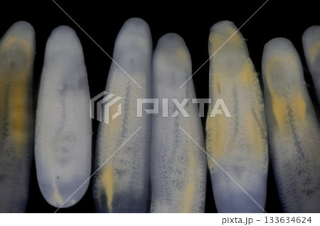 Clinostomum spp. are freshwater flukes with a worldwide distribution and a complex life cycle involving multiple hosts, including snails (intermediate hosts), fish or amphibians (secondary intermediat 133634624