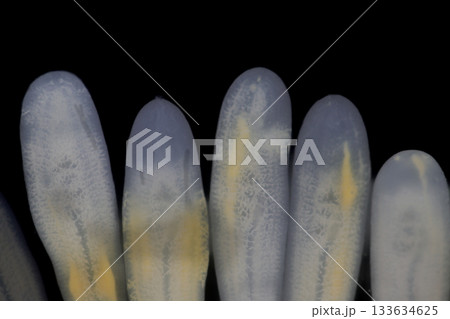 Clinostomum spp. are freshwater flukes with a worldwide distribution and a complex life cycle involving multiple hosts, including snails (intermediate hosts), fish or amphibians (secondary intermediat Clinostomum spp. are freshwater flukes with a worldwide distribution and a complex life cycle involving multiple hosts, including snails (intermediate hosts), fish or amphibians (secondary intermediat 133634625