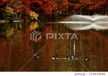 秋の紅葉色に包まれた沼に噴水と鴨 埼玉県別所沼公園 秋の紅葉色に包まれた沼に噴水と鴨 埼玉県別所沼公園 133634646