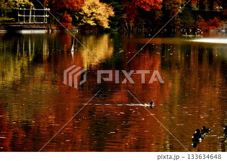 紅葉で真っ赤に染まった水面を進む水鳥　埼玉県別所沼公園 133634648