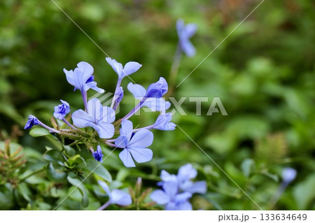 秋に咲くルリマツリの青い花 秋に咲くルリマツリの青い花 133634649