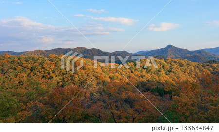 北摂の里山で見る紅葉 北摂の里山で見る紅葉 133634847