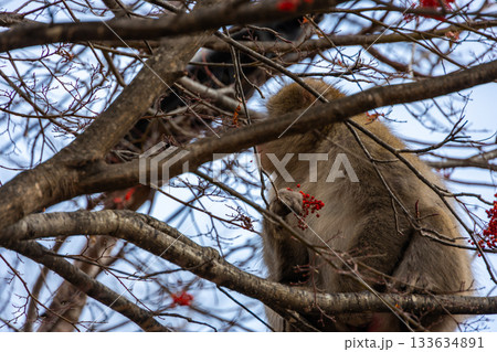 〈栃木県〉奥日光　湯の湖付近の野生のニホンザル 133634891