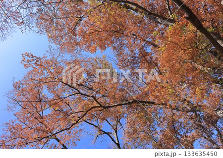 自然　植物　ケヤキ、十一月下旬。青空の下、大きく張り出した枝に鮮やかな紅葉 133635450
