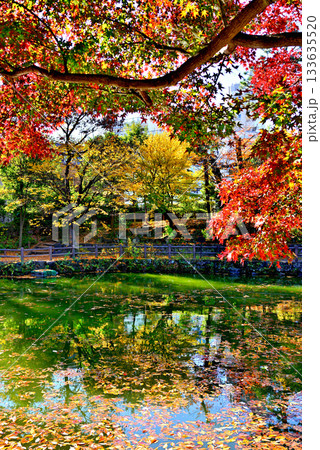 都心にある快適な空間　水車のある鍋島松濤公園の紅葉 133635520