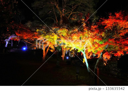 広島県三次市尾関山公園の紅葉ライトアップ 133635542