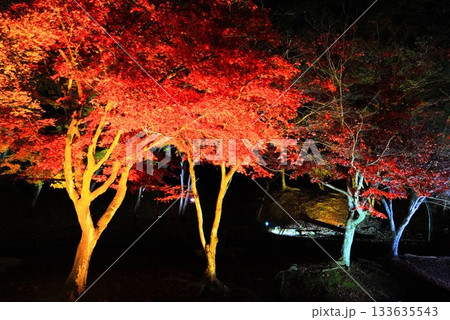広島県三次市尾関山公園の紅葉ライトアップ 広島県三次市尾関山公園の紅葉ライトアップ 133635543