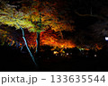 広島県三次市尾関山公園の紅葉ライトアップ 133635544