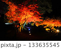 広島県三次市尾関山公園の紅葉ライトアップ 133635545