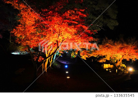 広島県三次市尾関山公園の紅葉ライトアップ 広島県三次市尾関山公園の紅葉ライトアップ 133635545