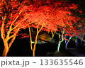 広島県三次市尾関山公園の紅葉ライトアップ 133635546