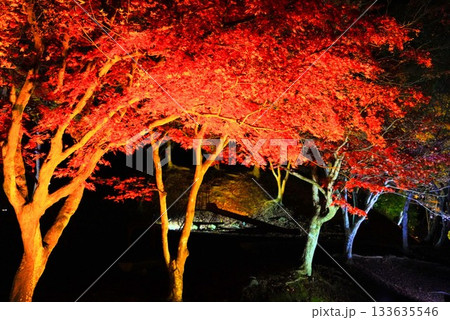 広島県三次市尾関山公園の紅葉ライトアップ 広島県三次市尾関山公園の紅葉ライトアップ 133635546