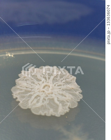 コロニーが花柄に広がる様子 コロニーが花柄に広がる様子 133636074