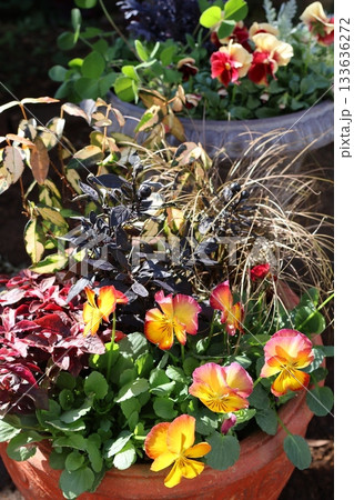 オレンジ色ビオラの寄せ植え 133636272