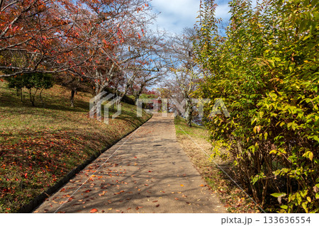 奈良県・秋の三室山の遊歩道 133636554