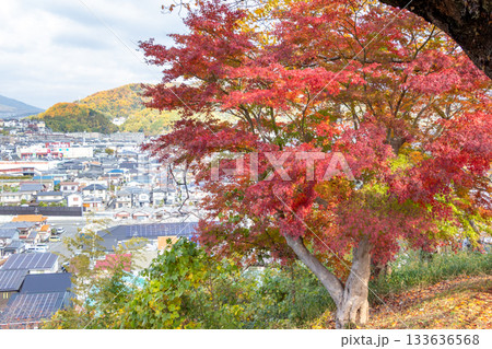 奈良県・三室山山頂のもみじ 奈良県・三室山山頂のもみじ 133636568