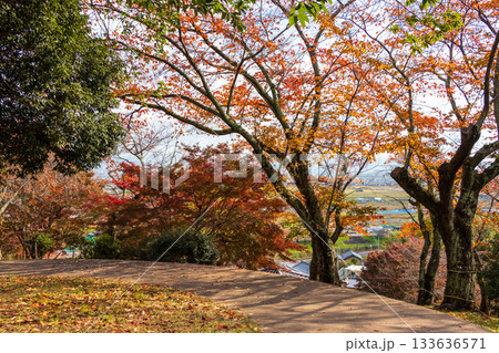 奈良県・三室山のもみじ 133636571