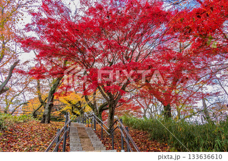 奈良県・三室山の真っ赤なもみじ 奈良県・三室山の真っ赤なもみじ 133636610