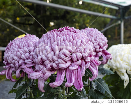 華やぎを極める大輪の菊 133636656