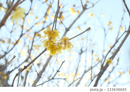 蝋梅の花 蝋梅の花 133636685