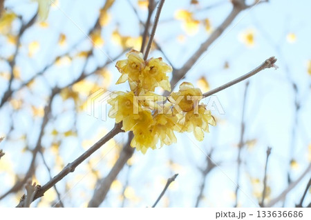 蝋梅の花 133636686
