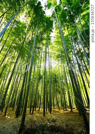 京都府 伏見稲荷大社 竹の下道 京都市伏見区深草藪之内町 2022 年 2月 京都府 伏見稲荷大社 竹の下道 京都市伏見区深草藪之内町 2022 年 2月 133636727