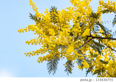 爽やかな青空に咲くミモザの花 133636755