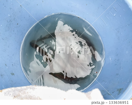 渓流魚の鮎。バケツの中に入れた釣った複数の鮎。 133636951