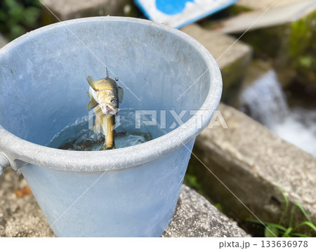 渓流魚の鮎。バケツに入れる釣竿で釣った鮎。 渓流魚の鮎。バケツに入れる釣竿で釣った鮎。 133636978