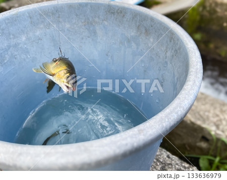 渓流魚の鮎。バケツに入れる釣竿で釣った鮎。 渓流魚の鮎。バケツに入れる釣竿で釣った鮎。 133636979