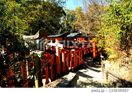 京都府　伏見稲荷大社　千本鳥居（根上りの松付近） 京都市伏見区深草藪之内町　2022 年 2月京都府 133636987