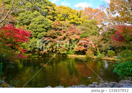 富士山本宮浅間大社 湧玉池 紅葉 富士宮市 富士山本宮浅間大社 湧玉池 紅葉 富士宮市 133637052