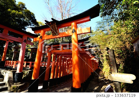 京都府　伏見稲荷大社　千本鳥居（根上りの松付近） 京都市伏見区深草藪之内町　2022 年 2月京都府 133637119